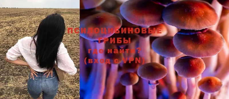 Галлюциногенные грибы Cubensis  blacksprut рабочий сайт  Куровское 